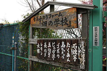 蔬菜採收體驗