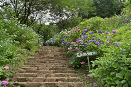 紫陽花の道