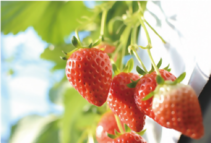 Strawberry Picking (Ebina City)