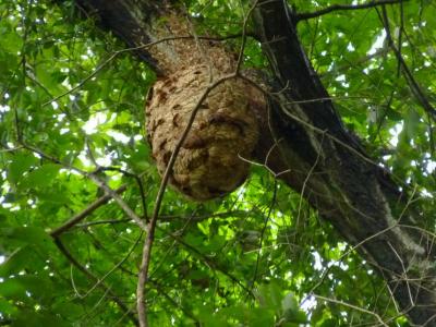 写真_キイロスズメバチの巣