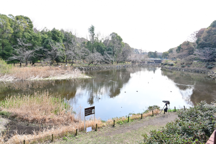 しらかしの池を望む