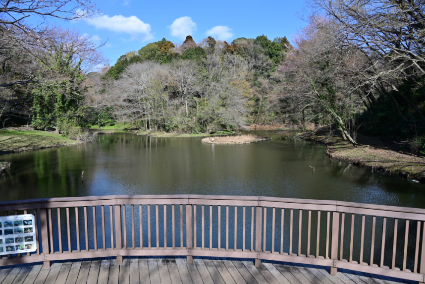 水鳥の池