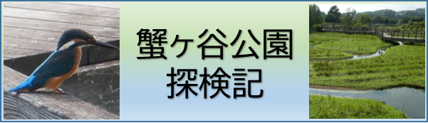 蟹ヶ谷公園の探検記