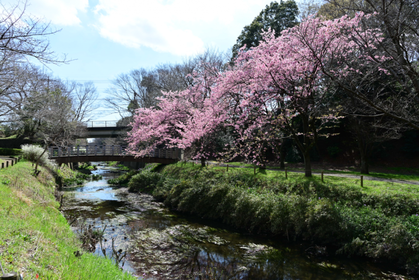 桜並木