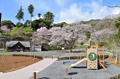長谷寺の桜の広場