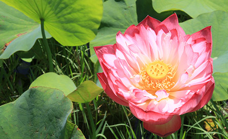 花菜ガーデン、ハス田の八重茶碗蓮