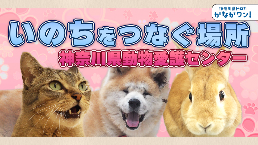 動物愛護