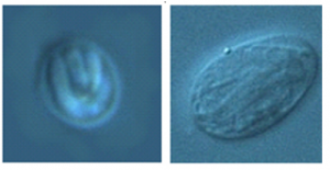 原虫のクリプトスポリジウム（左）とジアルジア（右）のオーシスト