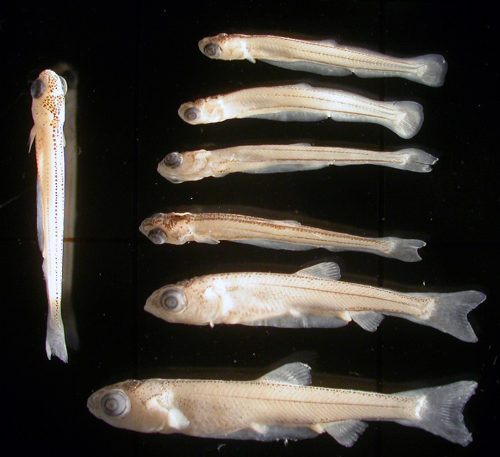 ウグイ稚魚