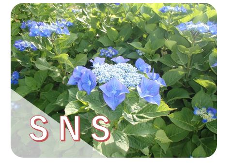 sns