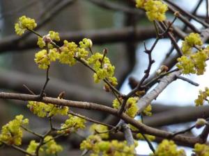 春の植物 木本 神奈川県ホームページ