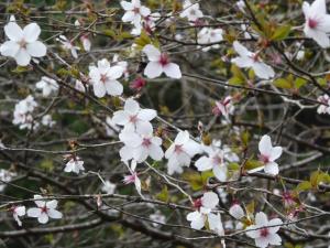 春の植物 木本 神奈川県ホームページ