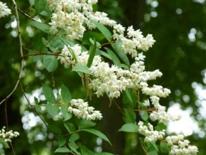 春の植物 木本 神奈川県ホームページ