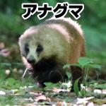 アナグマ