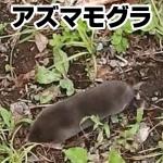 アズマモグラ