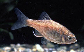 ミヤコタナゴ雌成魚の写真