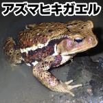 アズマヒキガエル