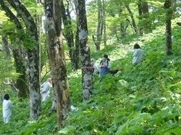 写真：山間地での調査の様子1