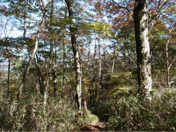 写真：再生目標とするブナ林の例（菰釣山）