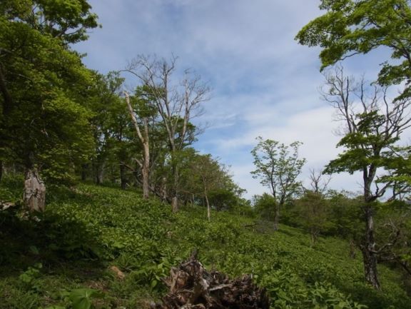 写真：衰退が進むブナ林の例（檜洞丸）