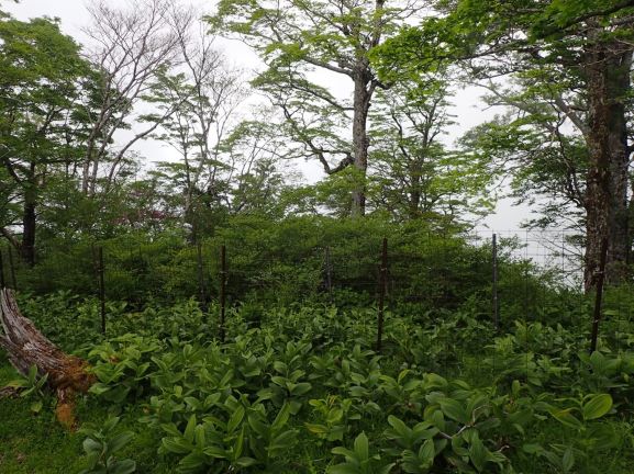 写真：植生保護柵内の再生状況（小ギャップ）