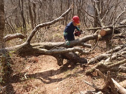 登山道を塞ぐ倒木を処理するかながわパークレンジャー