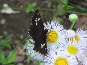 花にとまるダイミョウセセリ