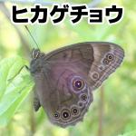 ヒカゲチョウ