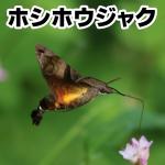 ホシホウジャク