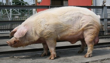 写真：雄のユメカナエル