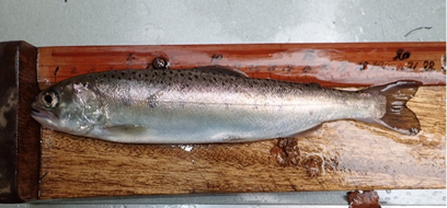 写真：河内川で定着した半天然魚