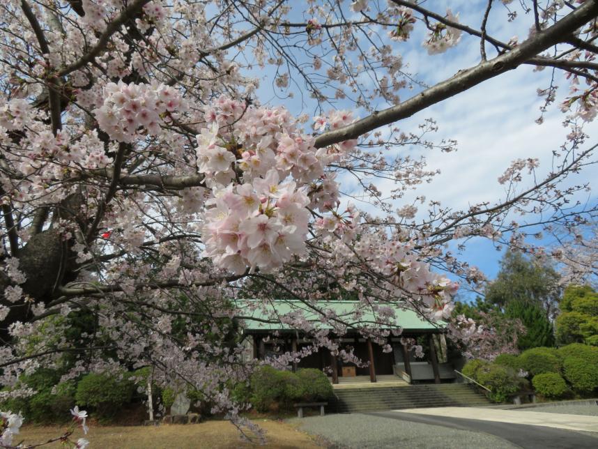 慰霊堂桜の写真ー3