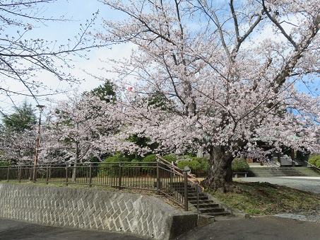 慰霊堂桜の写真ー4