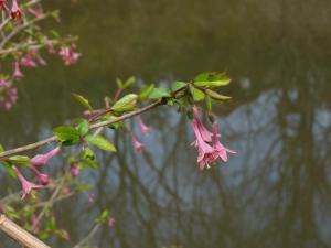 ウグイスカグラの花