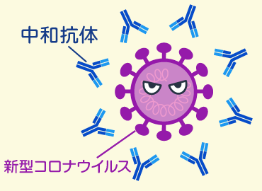 新型コロナウイルスと血中の中和抗体