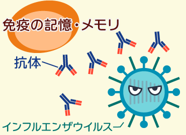 インフルエンザウイルスと抗体のイメージ図