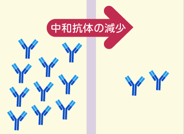 中和抗体の量が減少