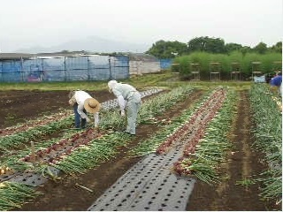 親たまねぎの収穫