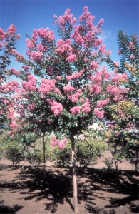 ディアパープル樹形の写真