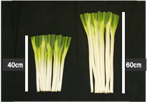 図1　コンパクトサイズのネギ(左)と普通の長ネギ(右)