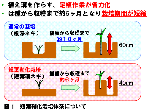 短葉鞘化栽培体系について