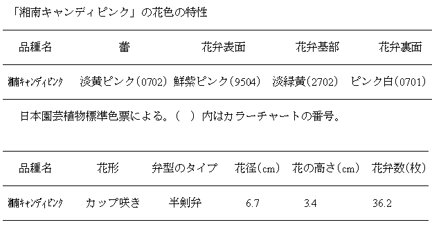 湘南キャンディピンクの特徴