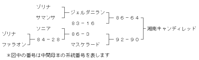 湘南キャンディレッド育成経過図