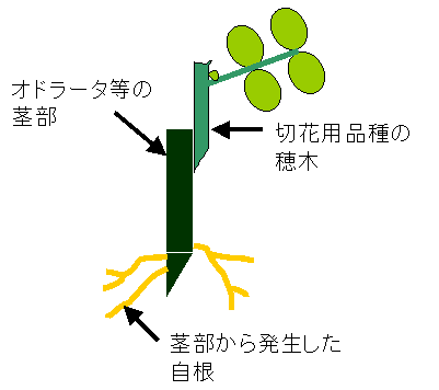 バラ栽培における接ぎ挿し苗の利用 神奈川県 神奈川県ホームページ