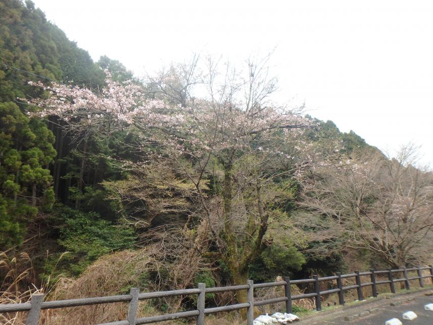 220329大山、日向登山口