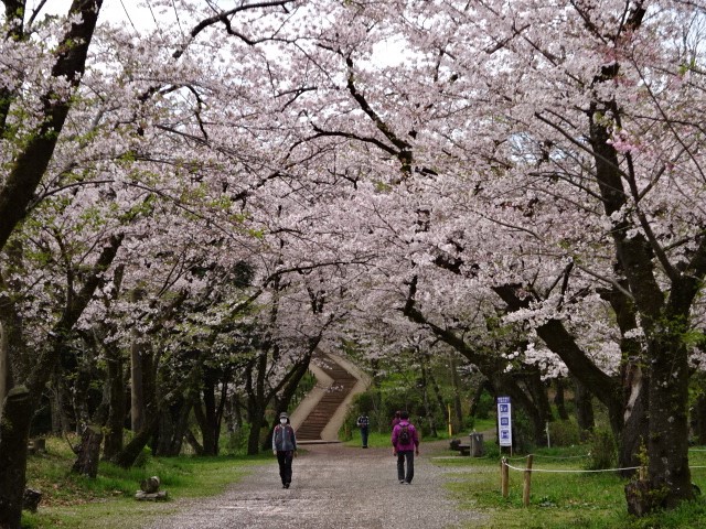 220406権現山、馬場道