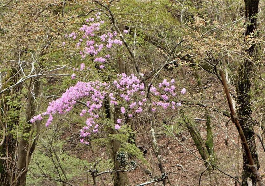 220419塔ノ岳、小草平周辺