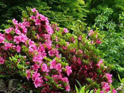 植栽のツツジが見ごろ