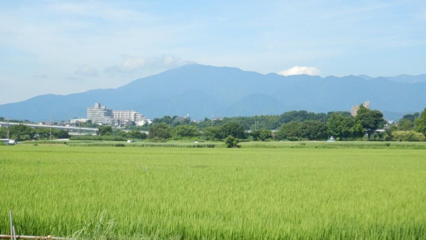 ひまわり畑と大山