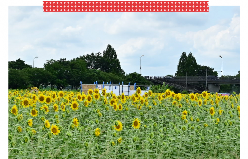 座間のひまわり畑-簡易展望台